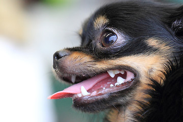 Image showing black chihuahua head