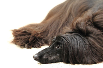 Image showing Black collie dog