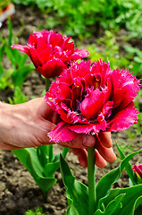 Image showing caring for tulip