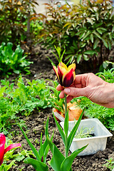 Image showing caring for tulip