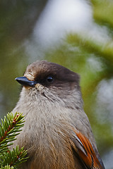 Image showing siberian jay