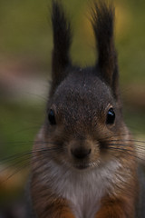 Image showing close up of  squirrel