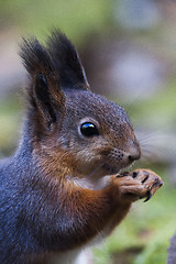 Image showing squirrel profile