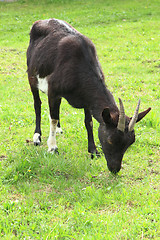 Image showing black goat in the grass