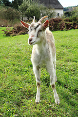 Image showing white goat in the green grass\r\n