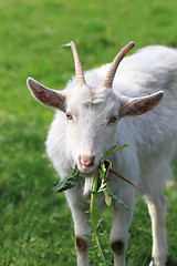 Image showing white goat in the green grass\r\n