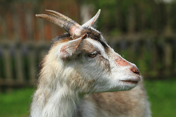 Image showing white goat head