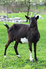 Image showing black goat in the grass