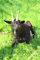 Image showing black goat in the grass