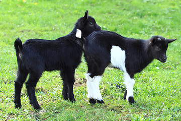 Image showing black goat babies in the grass