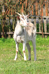 Image showing white goat in the green grass\r\n