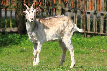 Image showing white goat in the green grass\r\n