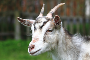 Image showing white goat head