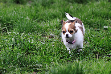 Image showing chihuahua in the grass