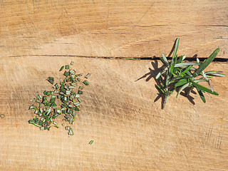 Image showing Rosemary plant on cutting board