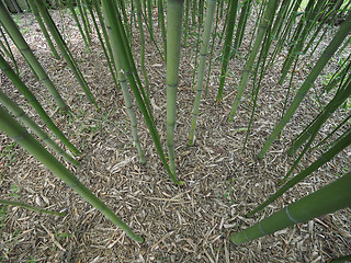 Image showing Bamboo tree perspective