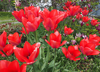 Image showing Red Tulips flower