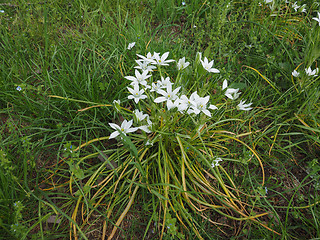 Image showing Star of Bethlehem flower