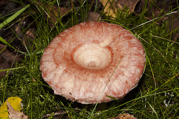 Image showing woolly milkcap