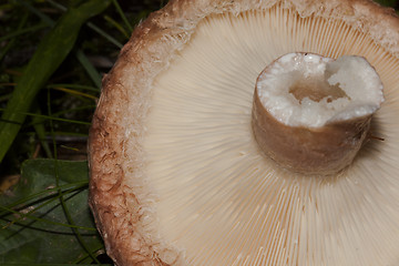 Image showing woolly milkcap