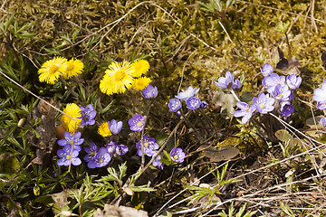 Image showing spring flowers