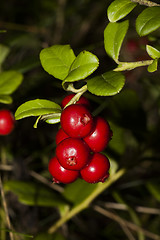 Image showing lingonberries