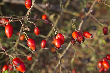 Image showing Rosehips