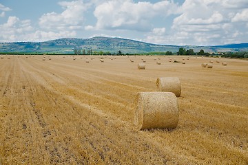 Image showing Agriculture