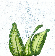 Image showing Green leaves and bubbles