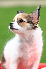 Image showing chihuahua in the grass