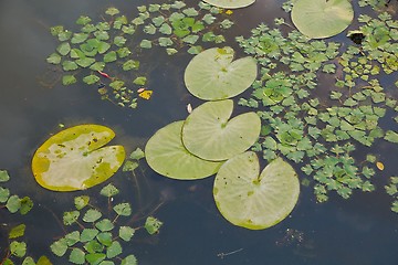 Image showing Water surface with plants