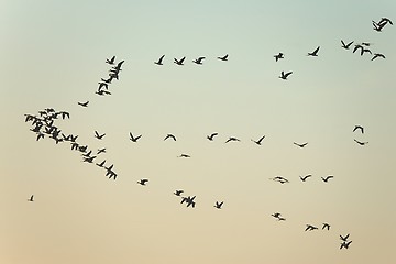 Image showing Geese Flying