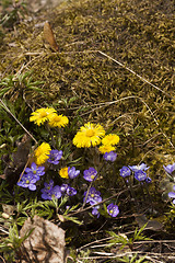 Image showing spring flowers