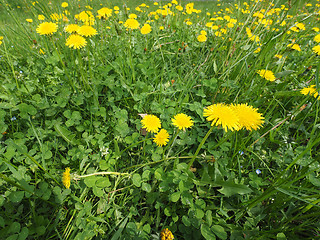 Image showing Common Dandelion flower with bee