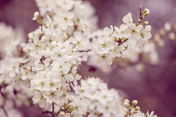 Image showing Blossoming tree in spring with very shallow focus