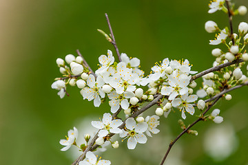 Image showing Blossom tree in spring with very shallow focus