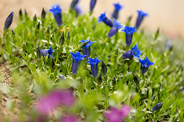 Image showing Trumpet gentiana blue spring flower in garden