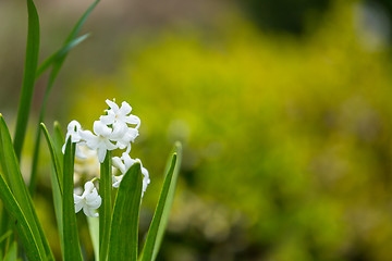 Image showing white hyacinth flower