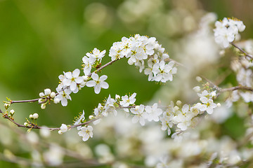 Image showing Blossom tree in spring with very shallow focus