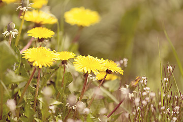 Image showing Yellow dandelion retro color