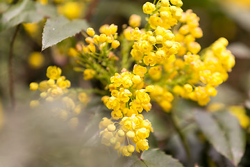 Image showing Oregon Grape (Mahonia aquifolium)