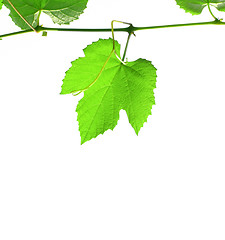 Image showing Grapevine with copy space