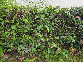 Image showing Hedgerow shrubs barrier