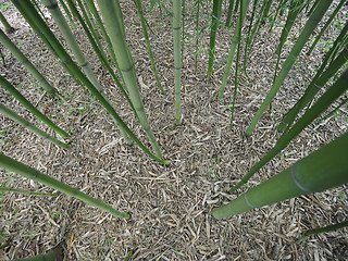 Image showing Bamboo tree perspective