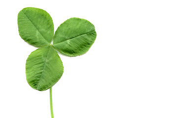 Image showing Shamrock with copy space