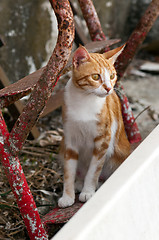 Image showing Ginger-white cat