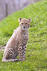 Image showing Cheetah cub