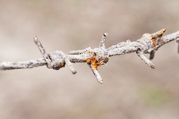 Image showing rusty barbed wire