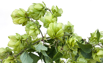 Image showing Wild Hop Cutout