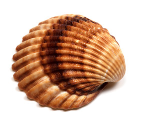 Image showing Seashell on white 